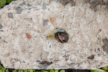 little grape snail crawling on the concrete surface