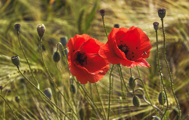 Obraz premium Poppy