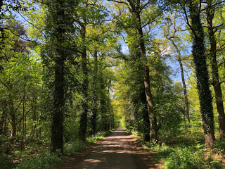 Road through the forest around Ruurlo