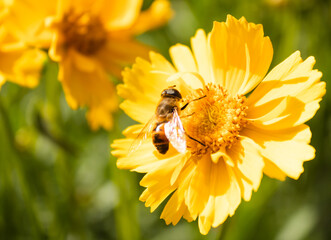 bee on yellow flower