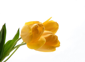 Yellow tulips on a white background