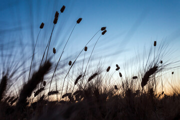 Steppe plants in the Spanish countryside at sunset in summer.