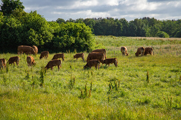 Naklejka na ściany i meble Cows on a green field
