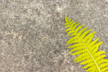 Fern leaf on concrete background. Macro.