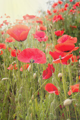 red poppy flowers in field