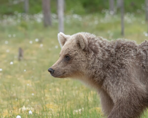 Fototapeta premium Young Brown bear (Ursus arctos) walking on a Finnish bog on a summer evening