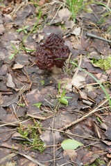 
morel mushroom