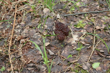 
morel mushroom