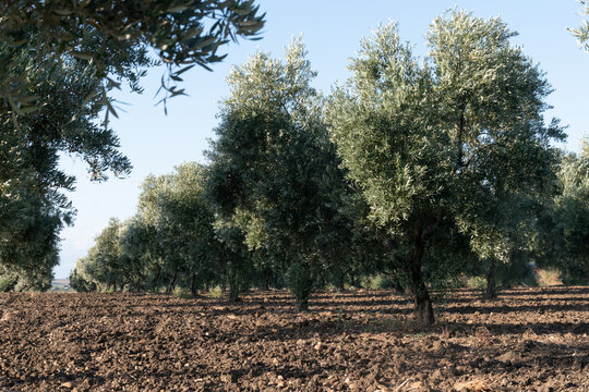 Olivos en campo de Andalucía, tierra árida, España