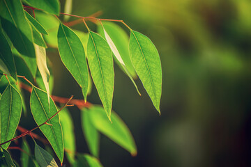Eucalyptus green leaves