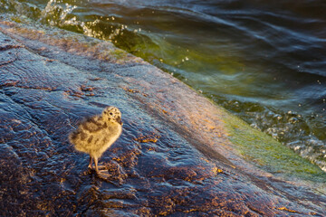 Baby Seagull. A lonely cub of a bird is waiting for his mother on the shore. A helpless baby seagulls can't fly. Tide. The concept of an abandoned child without help in a cruel world.