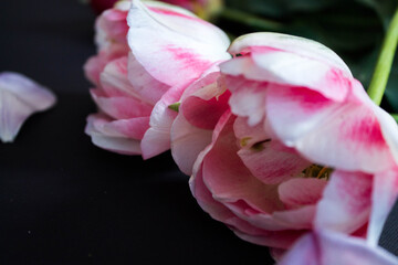 pink and white tulips on a black background