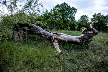 The old fallen dead tree lying in a clearing in the woods © Kateryna