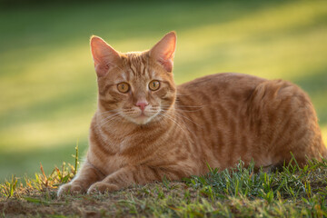 Naklejka na ściany i meble Red cat lying on the grass