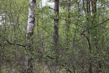Fototapeta premium spring tree branches