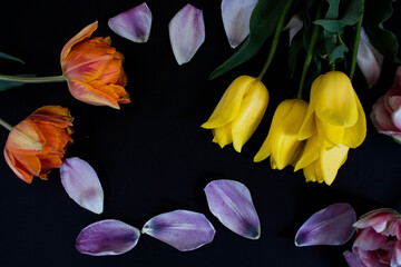 orange and yellow tulips with purple petals on a black background