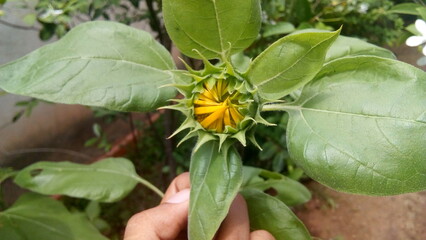 butterfly on a flower