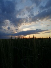 Obraz premium sunset over the field