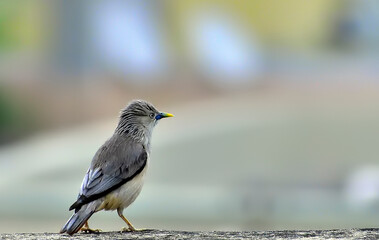 grey-headed myna or Sturnia malabarica is a member of the starling family