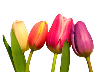 Obraz premium Four multicolored tulips with leaves isolated on white background. Sharp. Postcard.