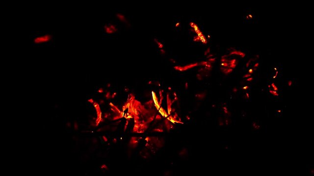 fire and flames buring tree branch