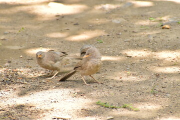 Jungle Barbbler