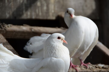 Two doves romantic feeling