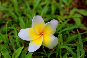 yellow frangipani flower