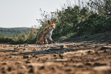 low angle close up view of a sitting wild red fox on a background of grass and sky on a sunny summer day. Nature and wildlife concept.