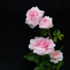 pink roses on black background