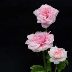 pink roses on black background