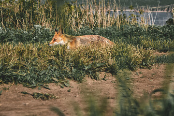 Fototapeta na wymiar side view of a wild red fox walking along a trail on a background of grass and sky on a sunny summer day. Nature and wildlife concept.