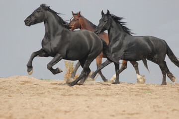 black Frisian horses in the company gallop gallop