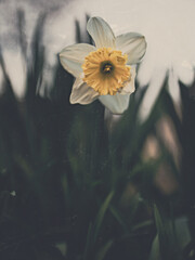 Daffodil on grass with grunge texture and mute warm colors