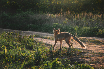 low angle view of a wild red fox walking along a trail on a background of grass and sky at sunset. Nature and wildlife concept.