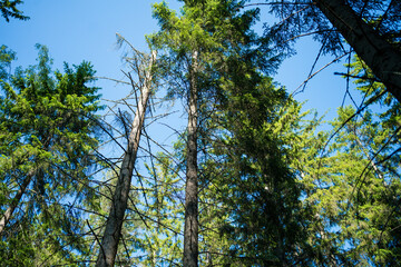 Obraz premium outside forest with a bird