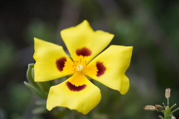 Fototapeta premium Makro Blume
