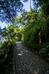 Fototapeta na wymiar stone narrow path in the woods