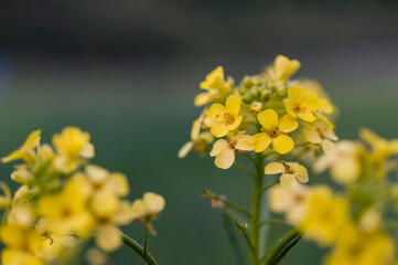 yellow flowers in the garden