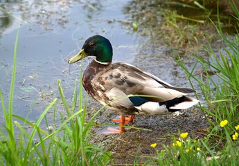 On the lake we managed to get quite close to a wild duck