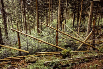 Wood fence in the forest