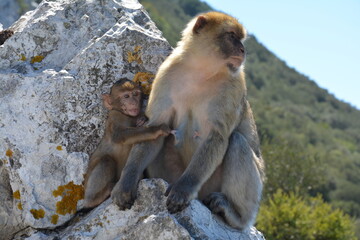 Maman Macaque avec bébé Gibraltar