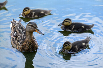 Duck family.Duck and ducklings on the pond. Eastern Europe