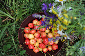 Yellow and pink cherries in a bowl, and midsummer wild flowers on a vintage wooden board background. Summer composition

