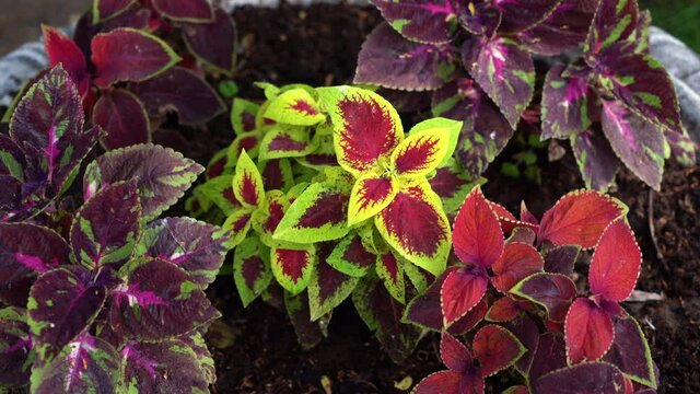 Live red, green yellow leaves of coleus blumes.