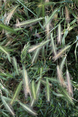 Grass awns that can be dangerous for dogs. June grass ears.