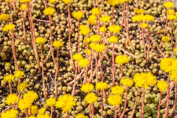 Sedum forsterianum. Rock stonecrop or Silver Stone. Crassulaceae, Sedoideae, Petrosedum. Spring, summer flowering. Carpet of yellow flowers.