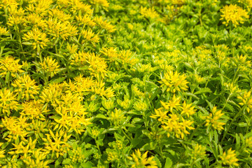 Phedimus ellacombianus. Phedimus aizoon or Aizoon Stonecrop, Orpin Aizoon, Fei Cai. Crassulaceae, Sedoideae, Sedeae, Sedinae, Phedimus. Spring, summer flowering. Carpet of yellow flowers.