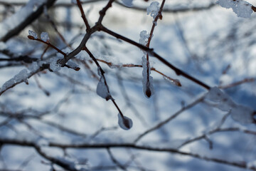 snow covered branches