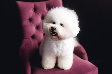 A funny white Bichon Frize stand and look in camera